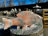 Koi