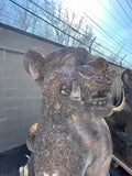 Lions