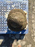 Buddha head